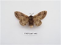 藏品(彌新枯葉蛾)的圖片